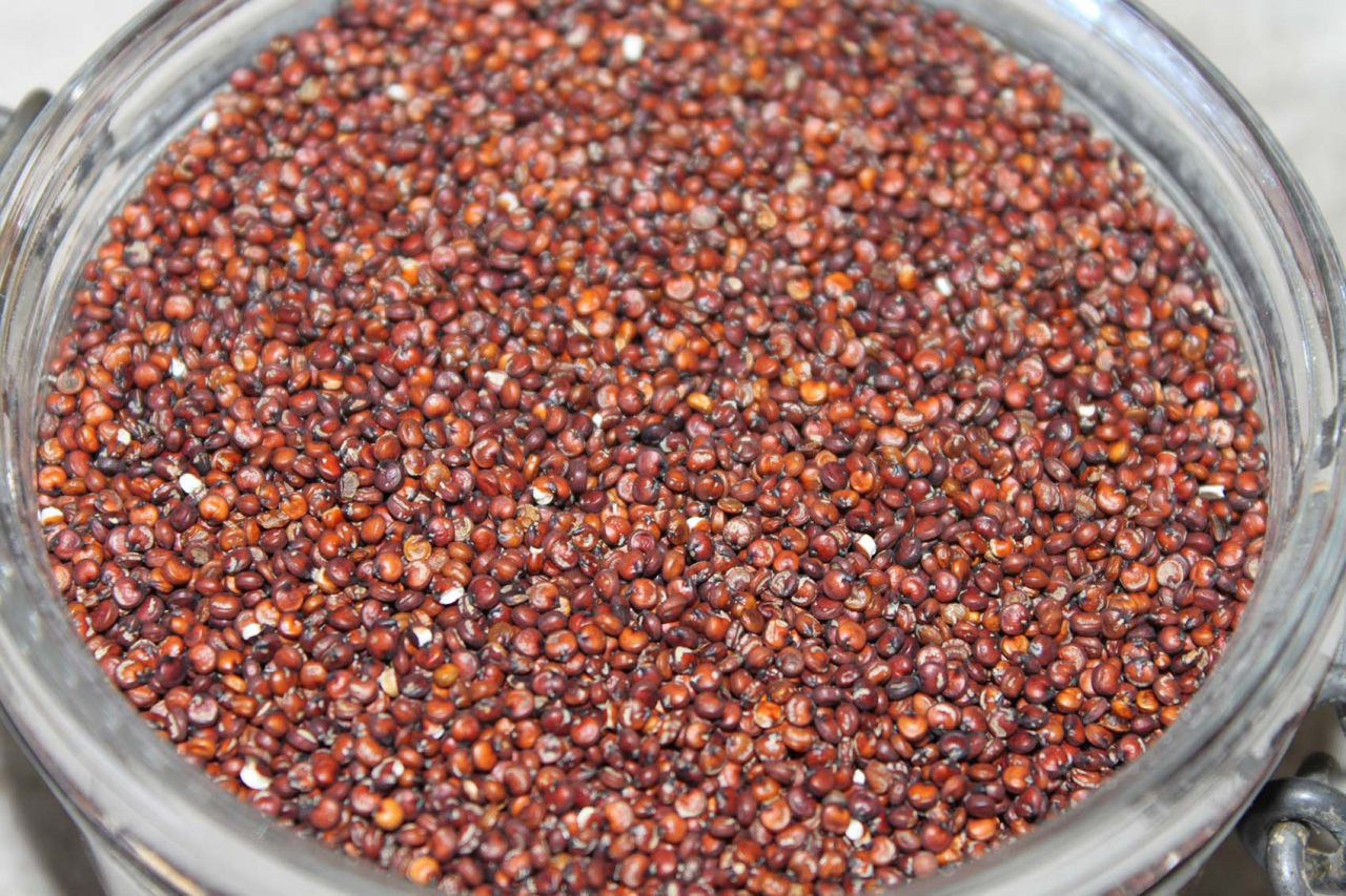 Quinoa rouge