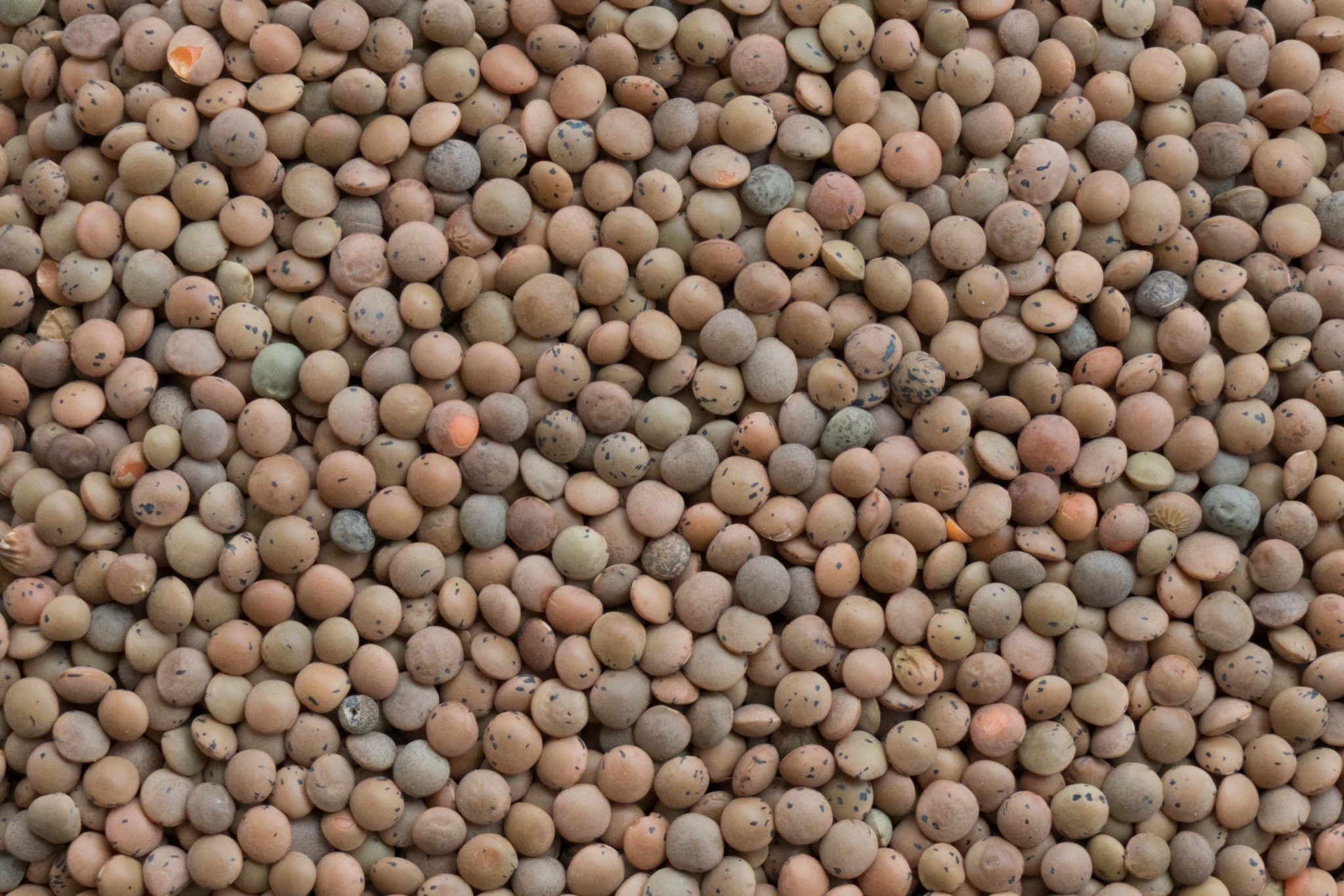 Lentilles brunes