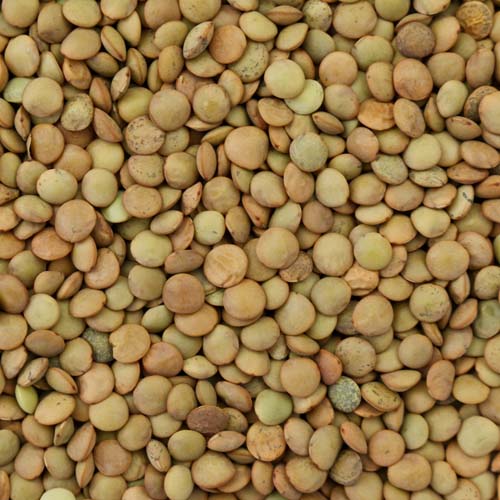 Lentilles vertes