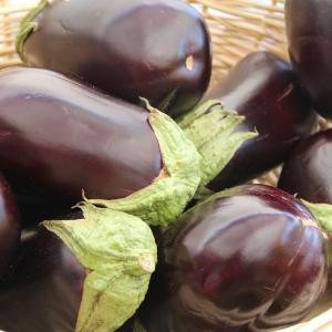 aubergine