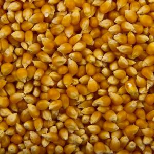 popcorn-en-grain